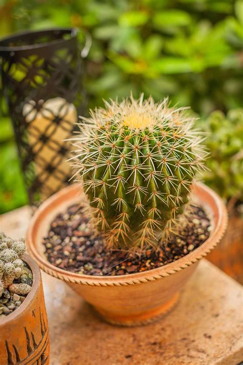 The 10 Best Succulents to Grow Indoors | Better Homes & Gardens