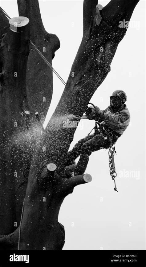 Image result for Felling a Large Tree