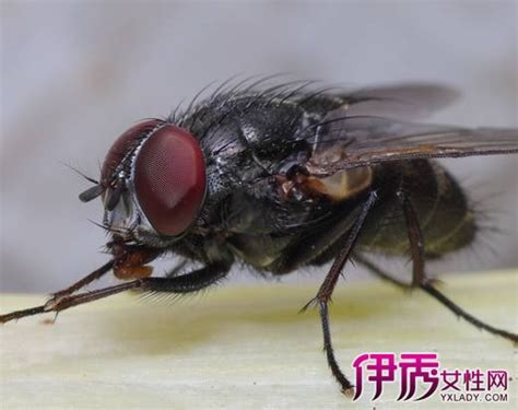 【梦见苍蝇很多是什么意思】【图】梦见苍蝇很多是什么意思 梦境吉凶你要知(2)_伊秀星座|yxlady.com