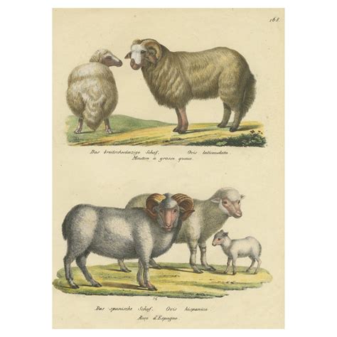 Vintage Sheep Illustration