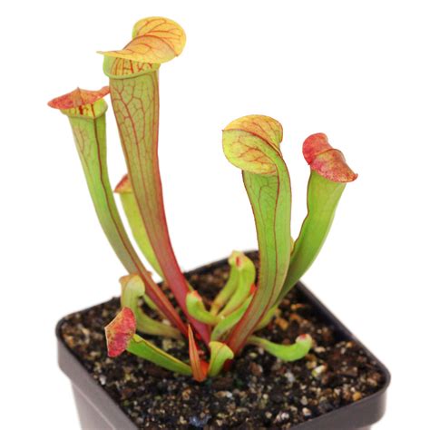 American Pitcher Plant