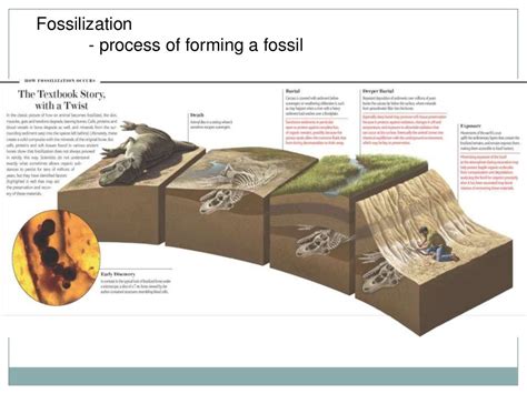 Image result for How Fossils Are Formed Research