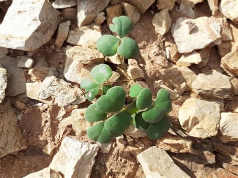 Oxalis psammophila - Oxalis | Stellenbosch University Botanical Garden ...