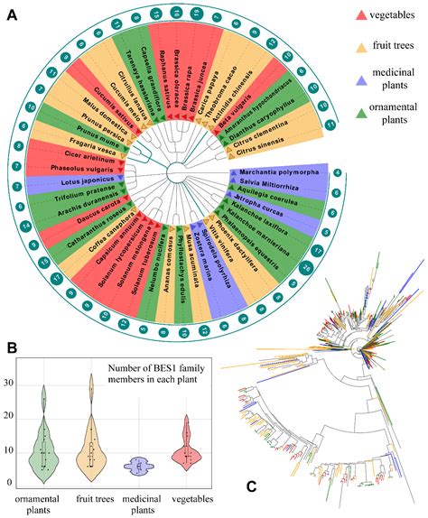 Genomic Colinearity and Transcriptional Regulatory Networks of BES1 ...