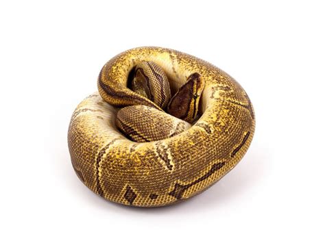 Image result for Enchi Pinstripe Ball Python