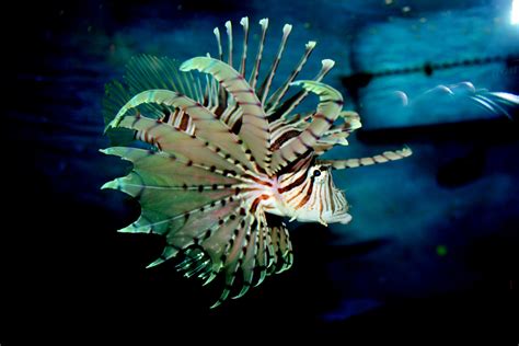 Image result for Fish Net Making DVD