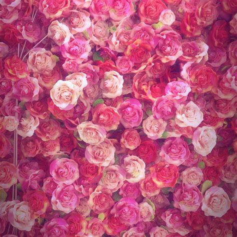 How Do Roses Really Smell Like at Debra Schaper blog