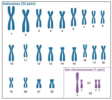 Sets Of Chromosomes In Human Cells at Dorothea Manley blog