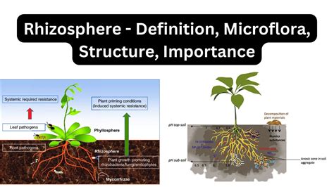 Decomposers - Definition, Mechanisms, Types, Example - Biology Notes Online