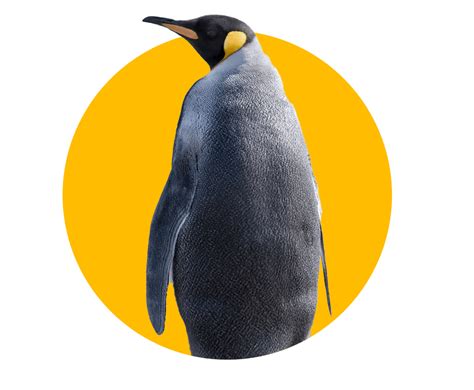 PowerShell Programming 的图像结果