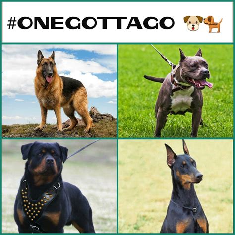 Doberman Vs Rottweiler Fight