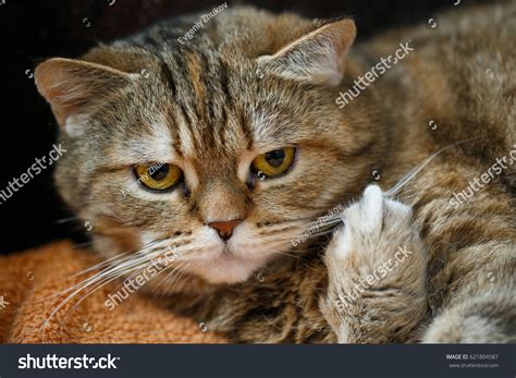 6+ Hundred Cat Middle Finger Royalty-Free Images, Stock Photos ...