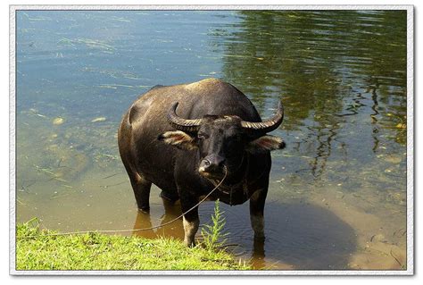 黄牛和水牛的区别 水牛为什么喜欢在水里面_六安新闻网