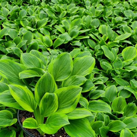 Hosta ‘Golden Tiara’ - Cavano's Perennials