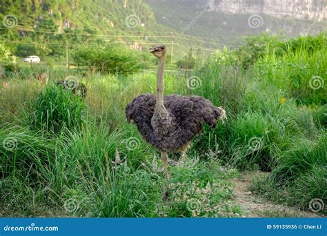 Ostrich stock photo. Image of habitat, wings, plants - 59135936
