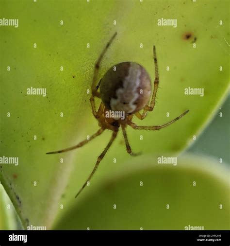Comb-footed Spiders (Theridiidae Stock Photo - Alamy
