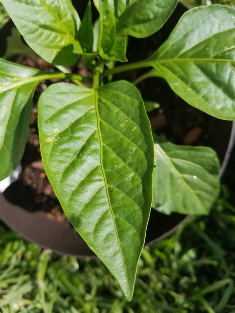 Bell Pepper Leaves