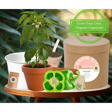 Grow Kit, Capsicum – Inntinn.in