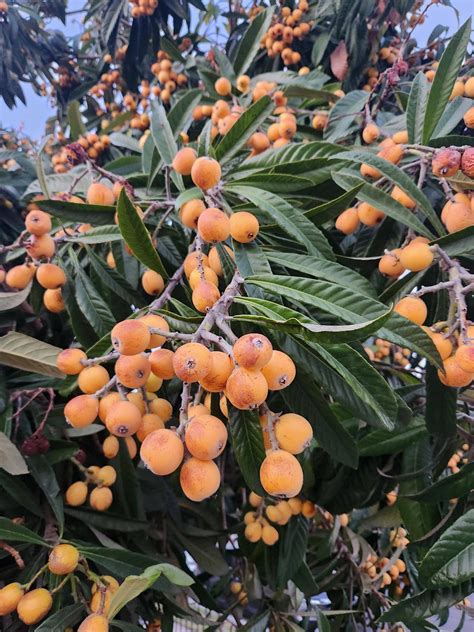Orange Fruit With Leaves