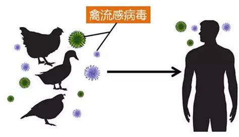 2022年全球禽流感疫情来势汹涌_行业动态_河南畜牧兽医信息网手机版