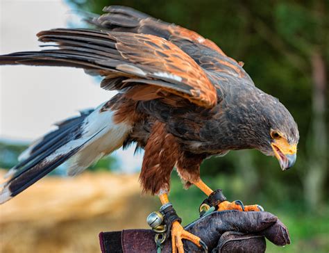 Florida Birds Of Prey: 26 Birds To Watch Our For! by Graphic Cook on ...