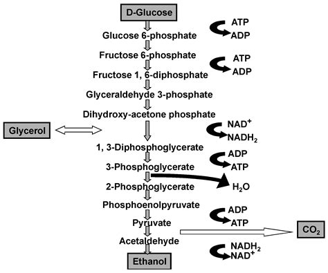 Saccharomyces species in the Production of Beer