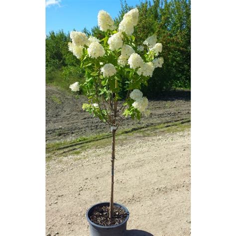 Image result for Lollipop Hydrangea Tree