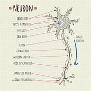 neuron 的图像结果