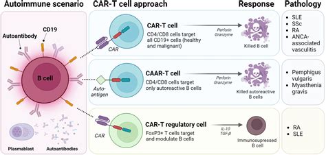 Frontiers | CD19 CAR-T cell therapy: a new dawn for autoimmune rheumatic diseases?