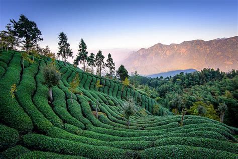 Japan’s tea country. – DramaLlama