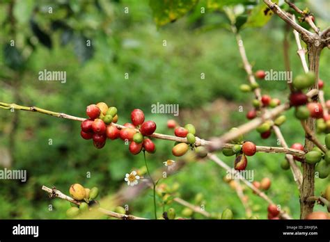 Image result for Java Coffee Plantation