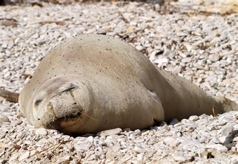 Wildlife Wonders: Animals In Madeira To Look Out For (With Photos)