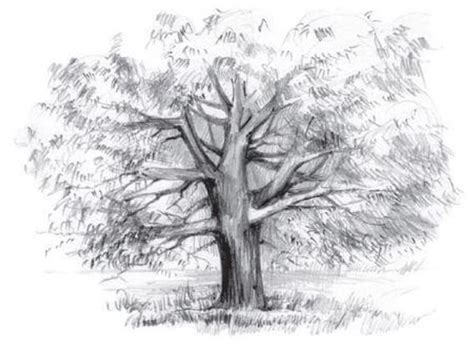 Image result for How to Draw a Simple Large Tree