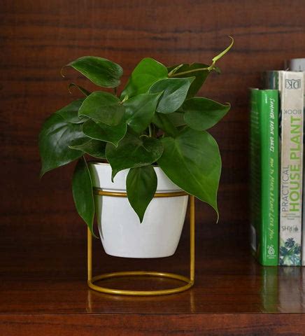 Metal Planters vs. Ceramic Planters: Which is Better for Your Garden ...