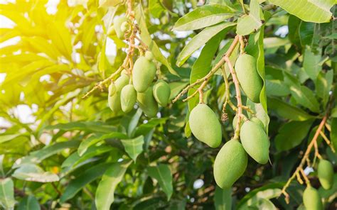 AAR Mangoes & Agro Tourism Pune | WhatsHot Pune
