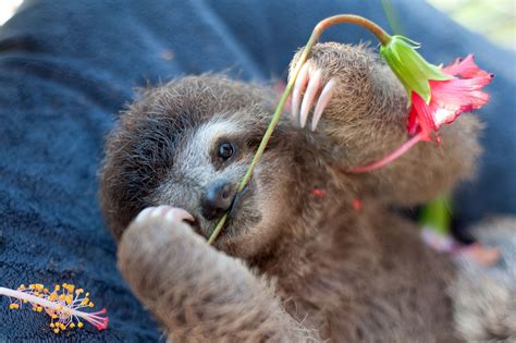 Unbelievably Cute Pictures of Rescued Baby Sloths | National Geographic
