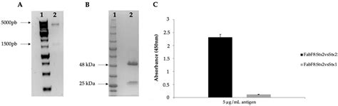 The Deleterious Effects of Shiga Toxin Type 2 Are Neutralized In Vitro ...