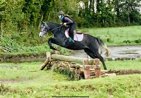 Cornelia - a future Star! Traditional Irish Sport Horse! - Irish Sport ...