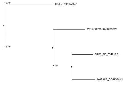 Image result for Phylogenetic Tree Examples
