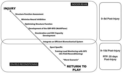 Return to Performance of a Soccer Player with an Adductor Longus Injury ...