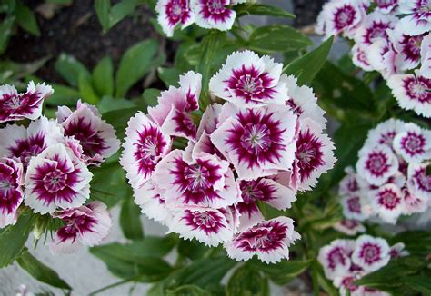 Sweet William | Description & Facts | Britannica