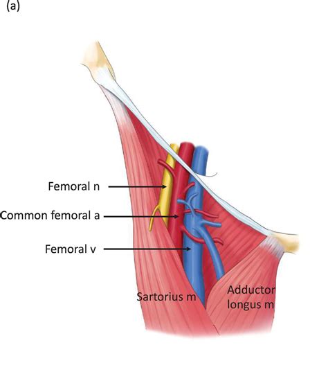 Femoral Triangle Surface Anatomy