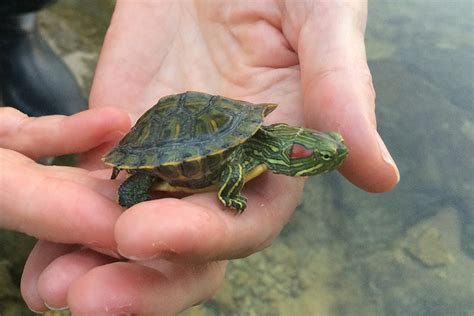 Image result for Turtle Shell Backpack for Custom Use