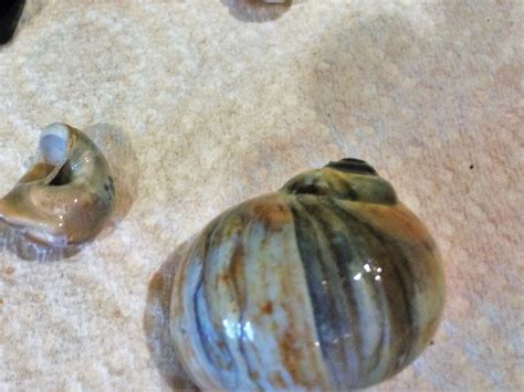 How to Polish Shells 的图像结果