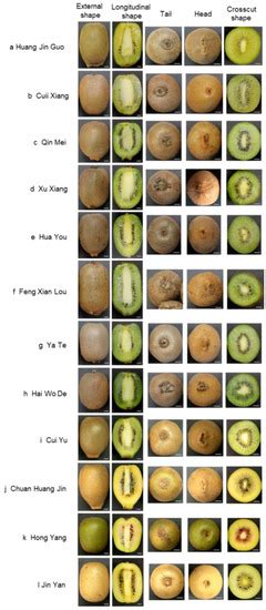 Morphology and Molecular Identification of Twelve Commercial Varieties ...