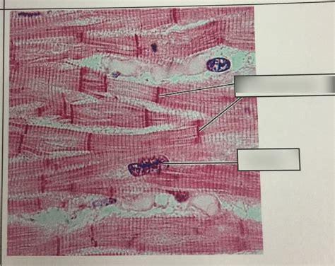 Image result for Classification of Tissues