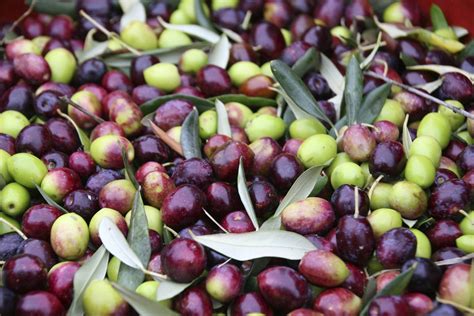 Olive FAQ - DeLallo