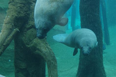 ZooLex Image - Manatees