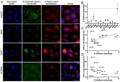 Non-Professional Phagocytosis Increases in Melanoma Cells and Tissues ...