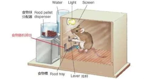 老鼠爬电线用饮料瓶,防止老鼠爬水管图,防老鼠爬水管器_大山谷图库